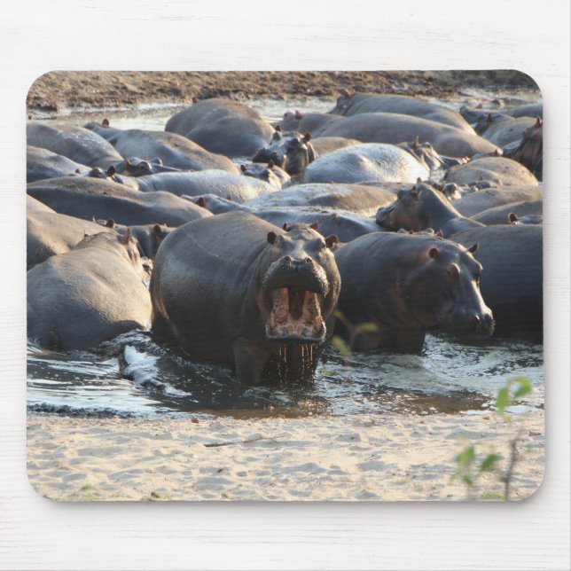 Hippo-musmatta Musmatta (Framsidan)