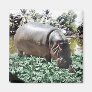 Hippo och fågeln magnet