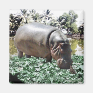 Hippo och fågeln magnet