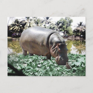 Hippo och fågeln vykort