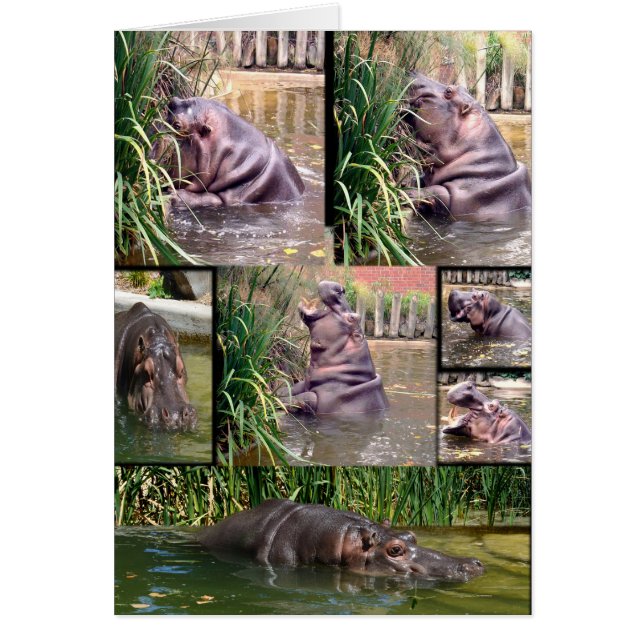 Hippo Photo Collage OBS Kort (Framsidan)