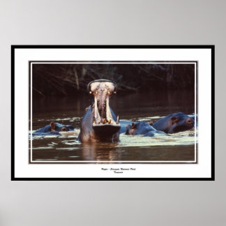 Hippo - Serentgeti Poster