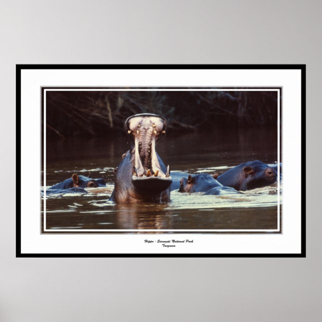 Hippo - Serentgeti Poster (Framsidan)