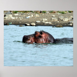hippo-simma poster