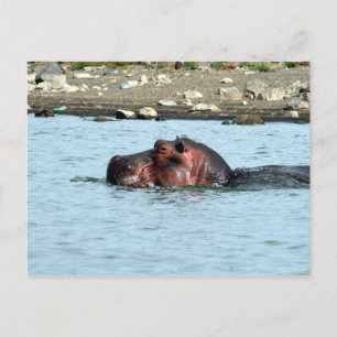 hippo-simma vykort