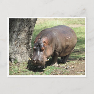 hippo stand vykort