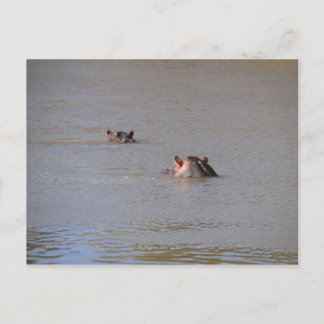Hippo Stare Vykort
