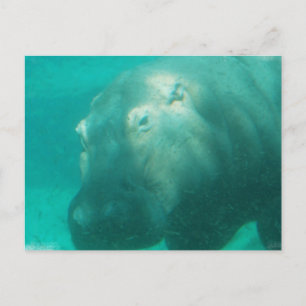 Hippo under Vatten-vykort Vykort
