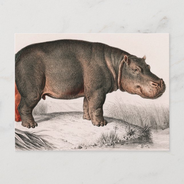 Hippo-vintagen illustreras vykort (Framsida)
