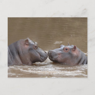 Hippo Vykort