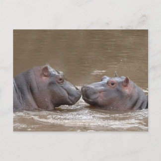 Hippo Vykort