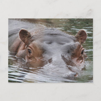Hippo Vykort