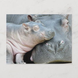 Hippo Vykort
