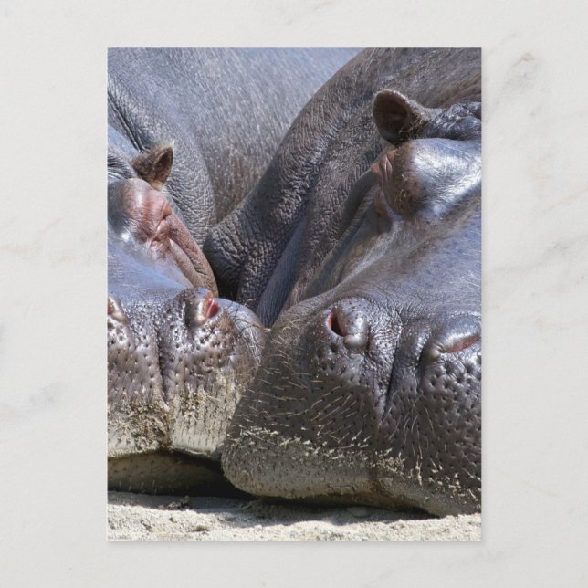 Hippo Vykort (Framsida)