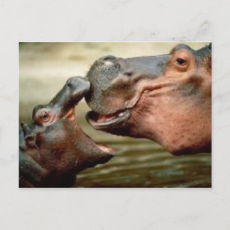 HIPPO VYKORT