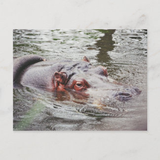 Hippo Vykort