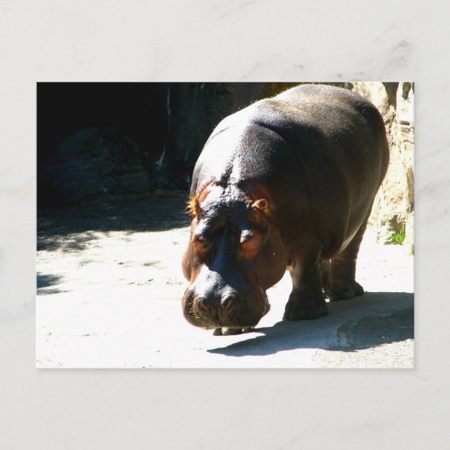Hippo Vykort (Framsida)