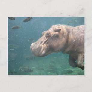 hippo-vykort vykort