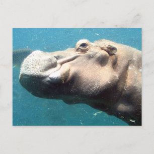 Hippo-vykort Vykort