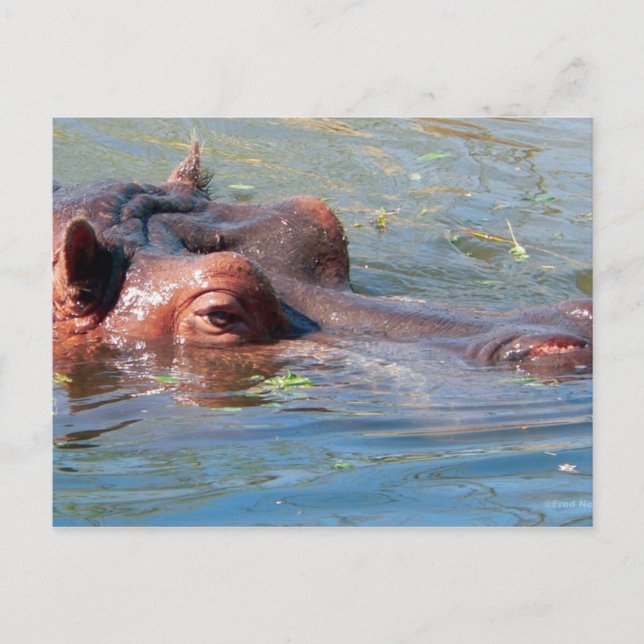 Hippo-vykort Vykort (Framsida)