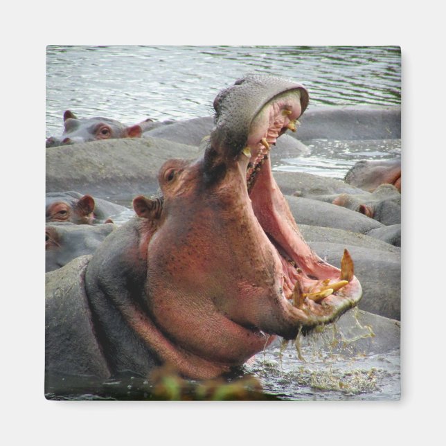 hippo yawn magnet (Framsidan)