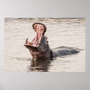 Hippo Yawn Poster