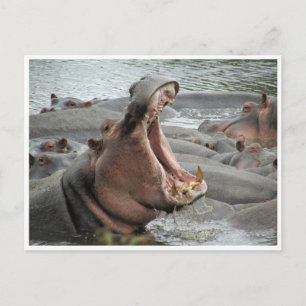 hippo yawn vykort