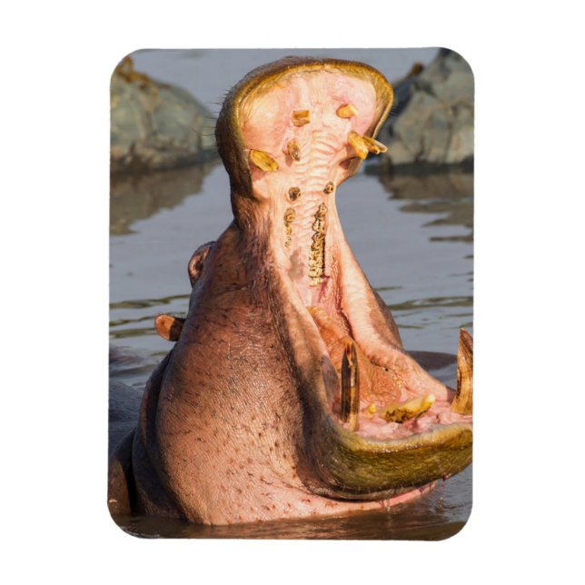 Hippo yawning, Tanzania Magnet (Vertikal)