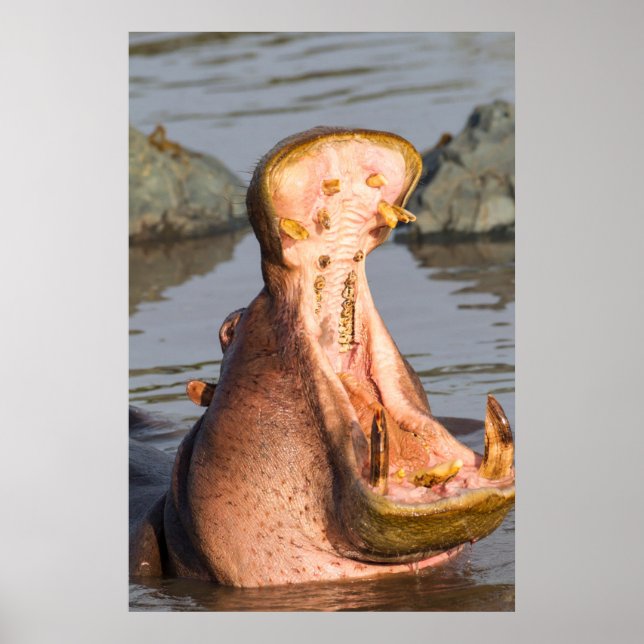 Hippo yawning, Tanzania Poster (Framsidan)