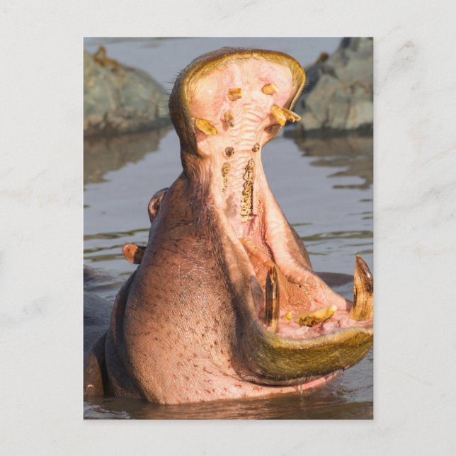 Hippo yawning, Tanzania Vykort (Framsida)