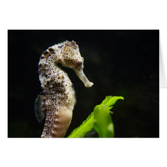 Hippocampus Hälsningskort (Framsidan Horizontal)