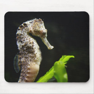Hippocampus Musmatta