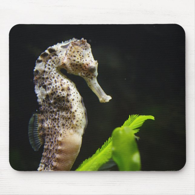 Hippocampus Musmatta (Framsidan)