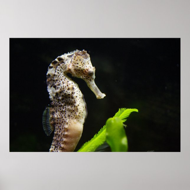 Hippocampus Poster (Framsidan)