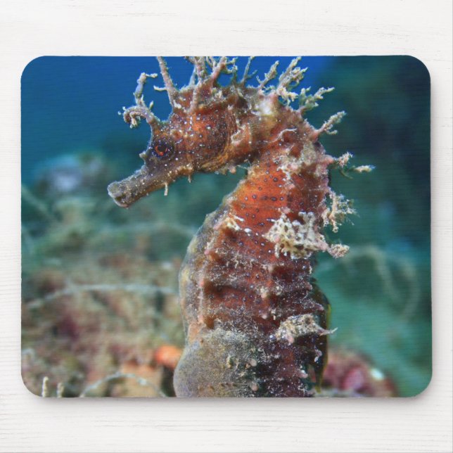 Hippocampus Ramulosus för havshäst | Musmatta (Framsidan)