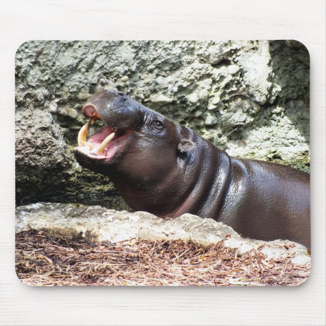 Hippodjur Musmatta (Framsidan)