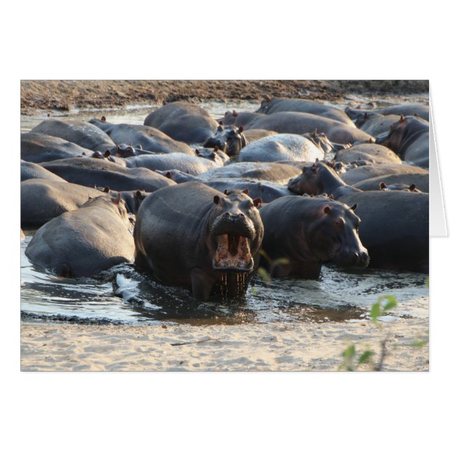 Hippokort - tomt inuti hälsningskort (Framsidan Horizontal)