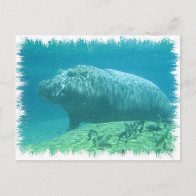 Hippopatumus Habitat-vykort Vykort (Framsida)