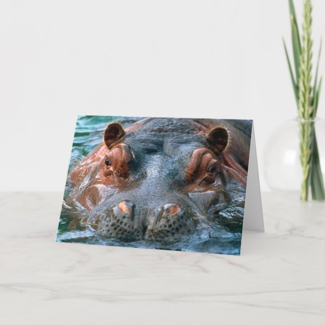 Hippopotamus #1-hälsningskort kort (Framsida)