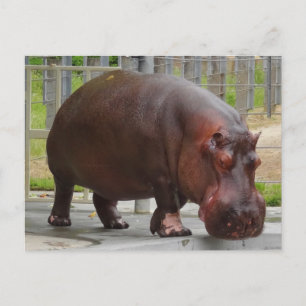 Hippopotamus #2 vykort