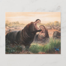 Hippopotamus av Joseph Varg Vykort
