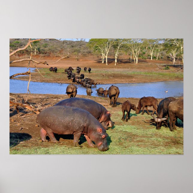 Hippopotamus hippo Sjö St. Lucia Wetland Park Poster (Framsidan)
