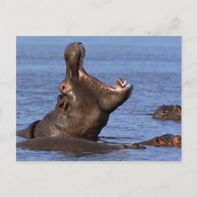 Hippopotamus (Hippopotamus amphibius) i Vykort (Framsida)