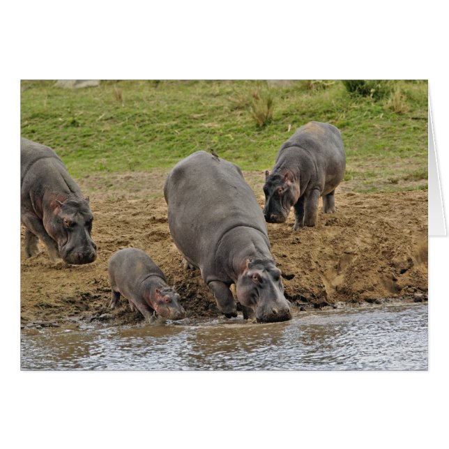 Hippopotamus, Hippopotamus amphibius, Serengeti Hälsningskort (Framsidan Horizontal)