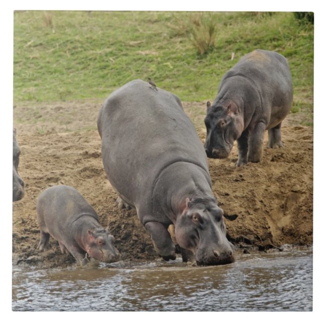 Hippopotamus, Hippopotamus amphibius, Serengeti Kakelplatta (Framsidan)