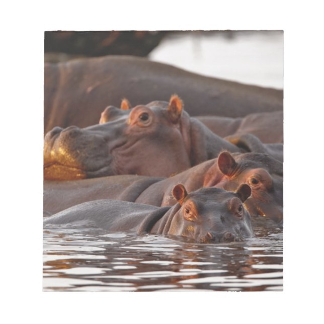 Hippopotamus, Hippopotamus amphibius, Sjö Anteckningsblock (Framsida)