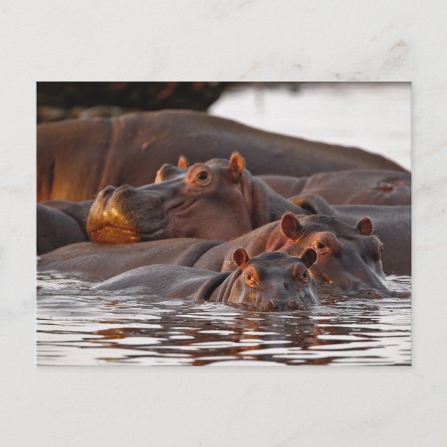 Hippopotamus, Hippopotamus amphibius, Sjö Vykort (Framsida)