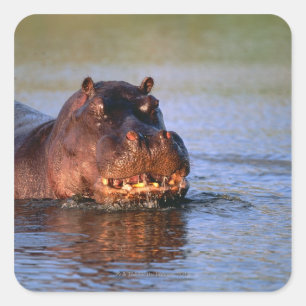 Hippopotamus i floden fyrkantigt klistermärke