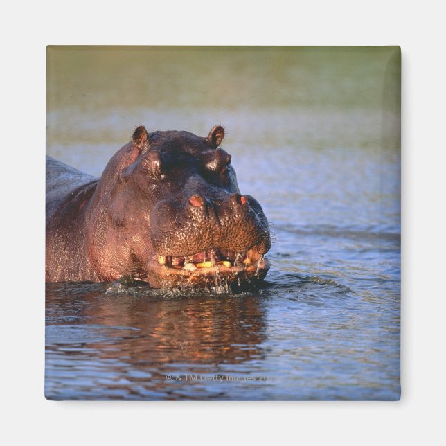 Hippopotamus i floden magnet (Framsidan)