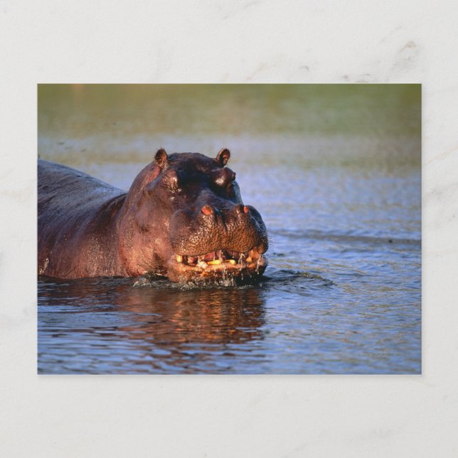 Hippopotamus i floden vykort (Framsida)